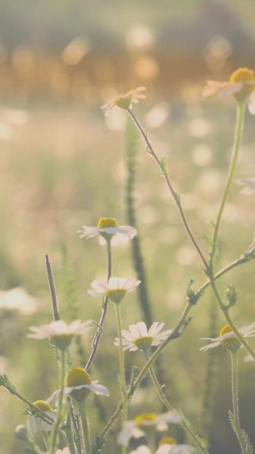 Your Intentions determine the quality of the journey towards your destination. #mindfulness #intentionalliving #habits #consciousness #choices #foryouシ #exploremore